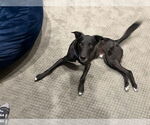 Small #1 Collie-Labrador Retriever Mix