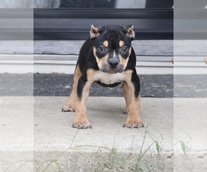 American Bully Puppy for sale in CHAMPAIGN, IL, USA