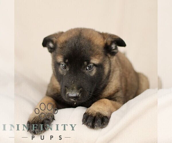 Medium Photo #5 Belgian Malinois Puppy For Sale in RONKS, PA, USA