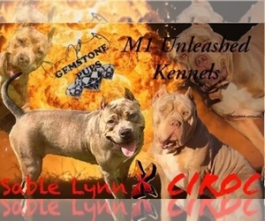 American Bully Puppy for sale in THOMSON, GA, USA