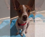 Small Chihuahua