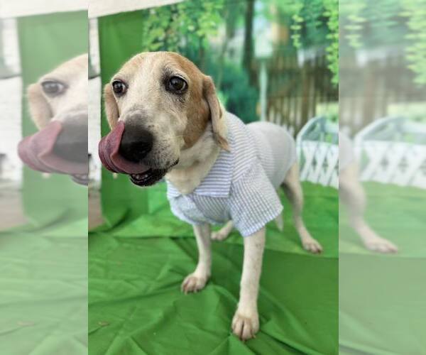 Medium Photo #3 Beagle-Unknown Mix Puppy For Sale in Sanderson, FL, USA