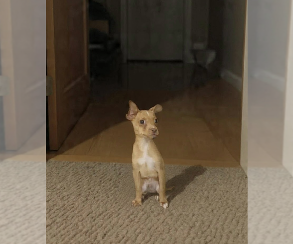 Medium Photo #2 Chihuahua-Unknown Mix Puppy For Sale in Wakefield, RI, USA