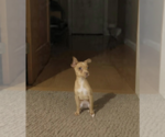 Small #1 Chihuahua Mix