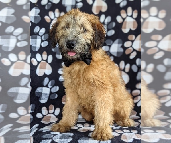 Medium Photo #1 Soft Coated Wheaten Terrier Puppy For Sale in LEOLA, PA, USA