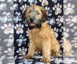 Small Photo #1 Soft Coated Wheaten Terrier Puppy For Sale in LEOLA, PA, USA