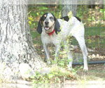 Small #3 Coonhound Mix
