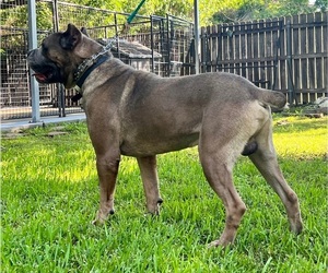 Father of the Cane Corso puppies born on 05/16/2023