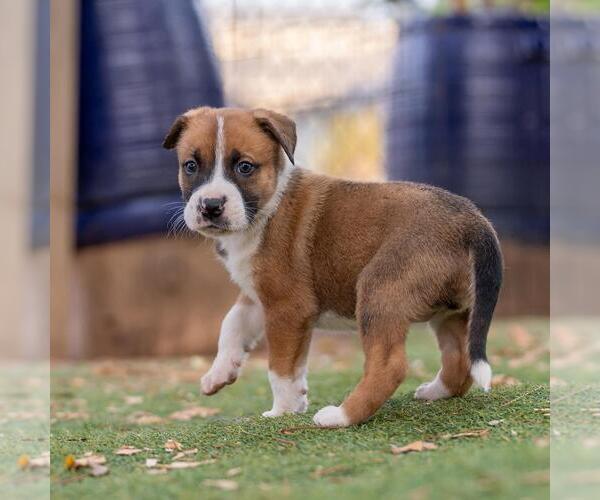 Medium Photo #2 Boxer-Unknown Mix Puppy For Sale in San Diego, CA, USA
