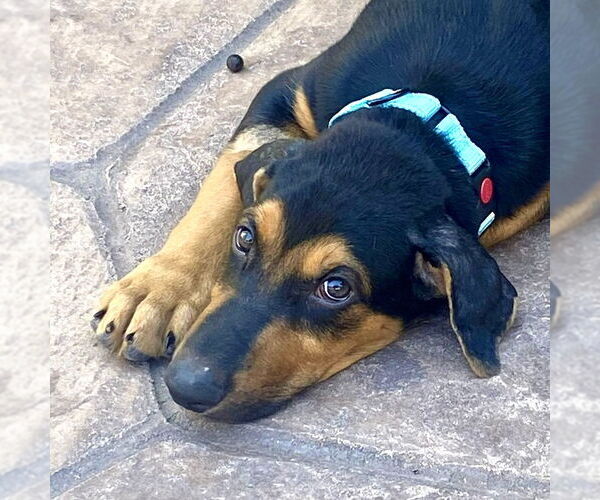 Medium Photo #5 Doberman Pinscher-Labrador Retriever Mix Puppy For Sale in San Juan Capistrano, CA, USA