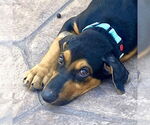 Small #4 Doberman Pinscher-Labrador Retriever Mix