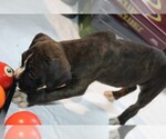 Small Photo #4 Boxer Puppy For Sale in SHIPSHEWANA, IN, USA