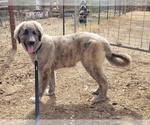 Puppy Kara Anatolian Shepherd