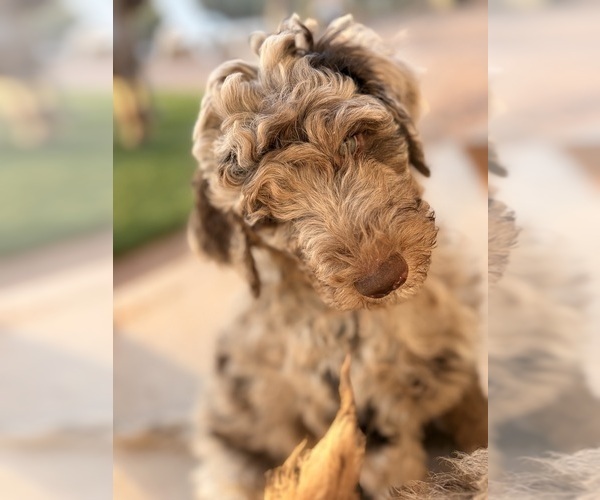 Medium Photo #25 Poodle (Standard) Puppy For Sale in APACHE JUNCTION, AZ, USA