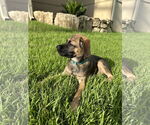 Small #1 Mutt