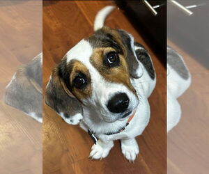 Bagle Hound Dogs for adoption in Brookville, OH, USA
