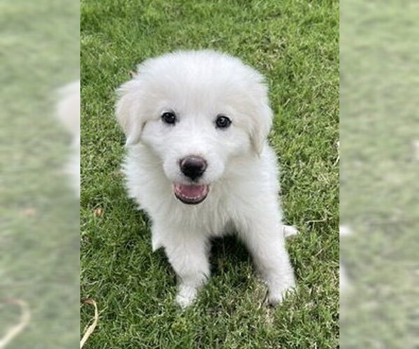 Medium Photo #1 Great Pyrenees Puppy For Sale in Spring, TX, USA