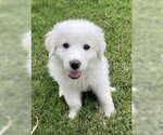 Small Great Pyrenees