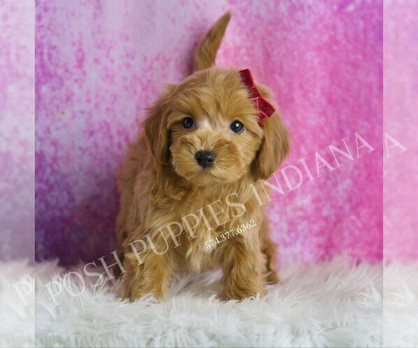 Medium Photo #2 Maltipoo Puppy For Sale in WARSAW, IN, USA