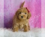 Small #1 Maltipoo