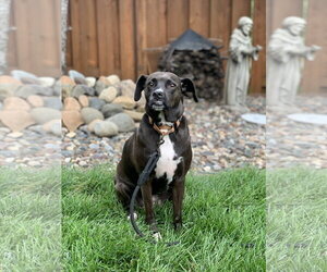 Shocka - Female Mutt Dog for Adoption - Photo #4