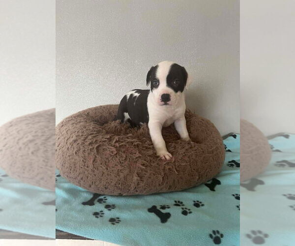 Medium Photo #2 Mutt Puppy For Sale in Osgood, IN, USA