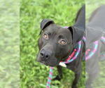Small #1 American Pit Bull Terrier-American Staffordshire Terrier Mix