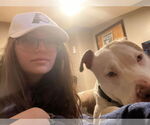 Small #6 American Pit Bull Terrier Mix