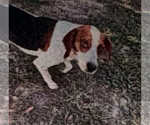 Small #2 Beagle
