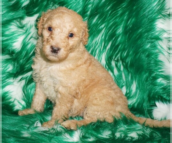 Medium Photo #1 Labradoodle Puppy For Sale in LA HABRA, CA, USA