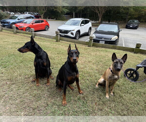 Medium Photo #9 Mutt Puppy For Sale in Imlay City, MI, USA