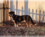 Small #11 Mutt