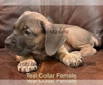 Small Photo #34 Cane Corso Puppy For Sale in LA PLATA, MD, USA