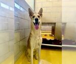 Small #25 Collie-German Shepherd Dog Mix