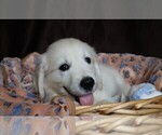 Puppy Pontiac English Cream Golden Retriever