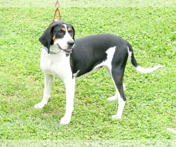 Medium Photo #2 Treeing Walker Coonhound Puppy For Sale in Monterey, VA, USA