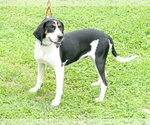 Small #1 Treeing Walker Coonhound