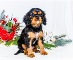 Small Photo #12 Cavalier King Charles Spaniel Puppy For Sale in WAKARUSA, IN, USA