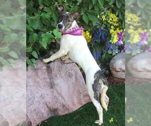American Pit Bull Terrier-Unknown Mix Dogs for adoption in Oklahoma City, OK, USA