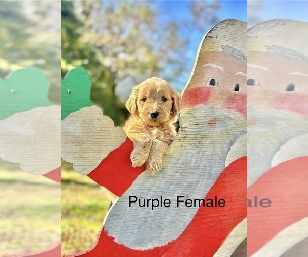 Medium Photo #2 Goldendoodle Puppy For Sale in CROCKETT, TX, USA