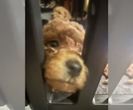 Small #3 Poodle (Miniature)