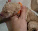 Puppy 9 Goldendoodle