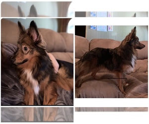 Father of the Australian Shepherd-Miniature Australian Shepherd Mix puppies born on 06/09/2025