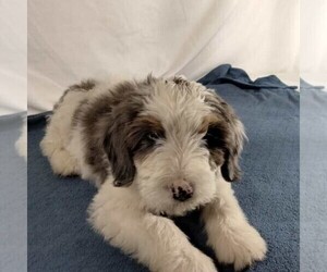Bernedoodle Puppy for sale in FREDONIA, PA, USA