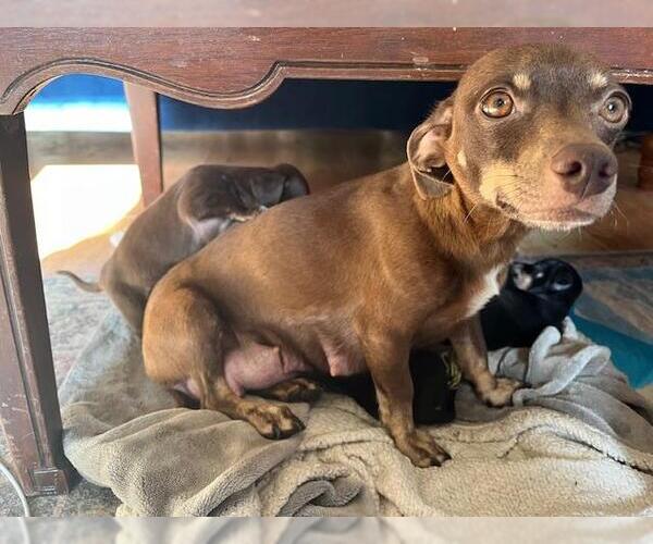 Medium Photo #2 Chiweenie Puppy For Sale in Los Angeles, CA, USA