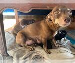 Small #1 Chiweenie