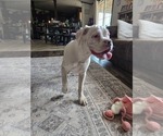 Small #2 Boxer