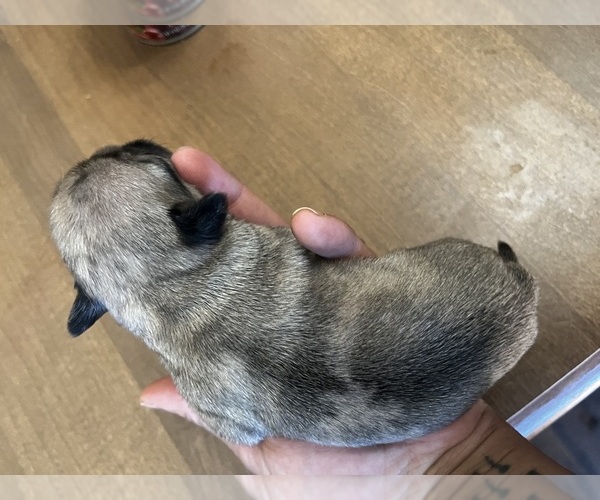 Medium Photo #7 Pug Puppy For Sale in HAGERSTOWN, MD, USA