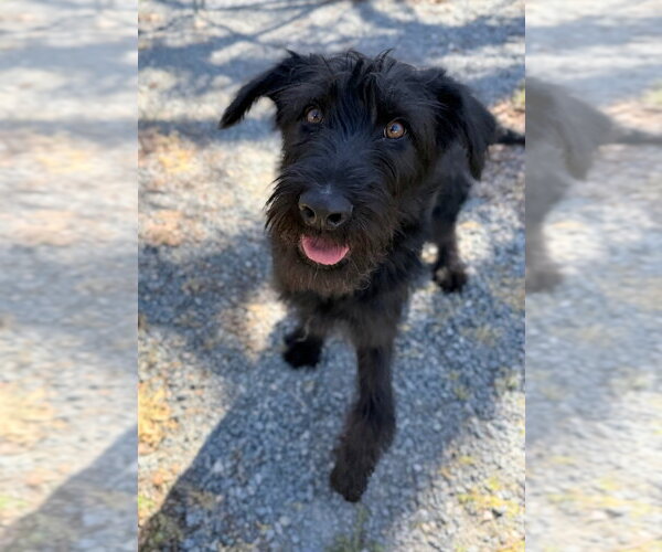 Medium Photo #7 - Mix Puppy For Sale in Oak Bluffs, MA, USA