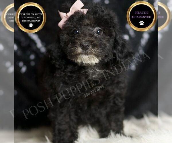 Medium Photo #1 Poodle (Toy) Puppy For Sale in WARSAW, IN, USA